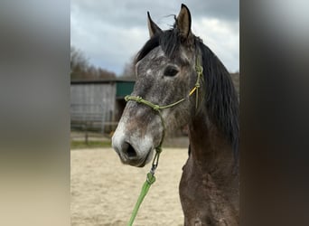 PRE, Gelding, 5 years, 16.2 hh, Grey-Dark-Tan