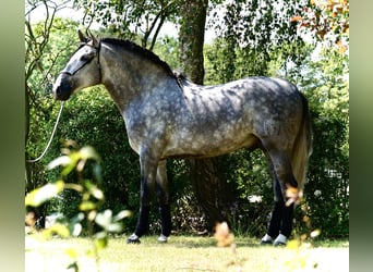 PRE, Gelding, 5 years, 16.2 hh, Grey