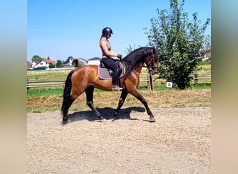PRE, Gelding, 5 years, 16 hh, Bay-Dark