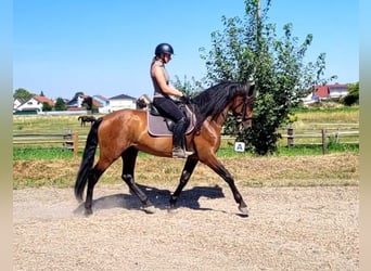PRE, Gelding, 5 years, 16 hh, Bay-Dark