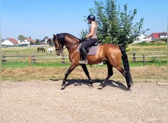 PRE, Gelding, 5 years, 16 hh, Bay-Dark