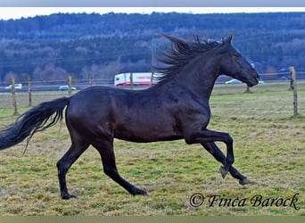 PRE, Gelding, 5 years, 16 hh, Black