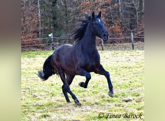 PRE, Gelding, 5 years, 16 hh, Black