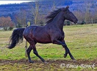 PRE, Gelding, 5 years, 16 hh, Black