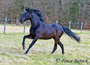 PRE, Gelding, 5 years, 16 hh, Black