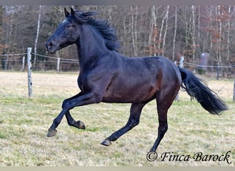 PRE, Gelding, 5 years, 16 hh, Black