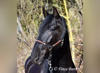 PRE, Gelding, 5 years, 16 hh, Black