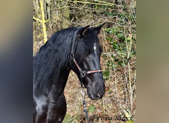 PRE, Gelding, 5 years, 16 hh, Black