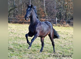 PRE, Gelding, 5 years, 16 hh, Black