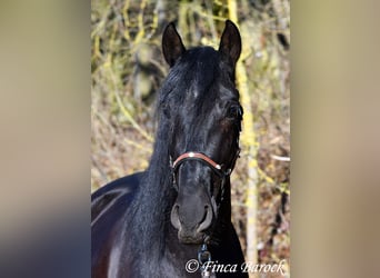 PRE, Gelding, 5 years, 16 hh, Black