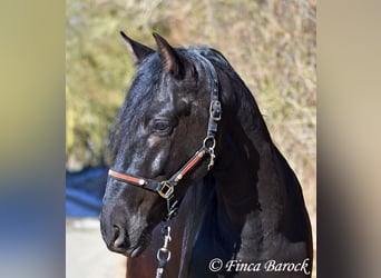 PRE, Gelding, 5 years, 16 hh, Black