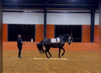 PRE Mix, Gelding, 5 years, 16 hh, Black