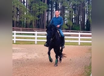 PRE Mix, Gelding, 5 years, 16 hh, Black