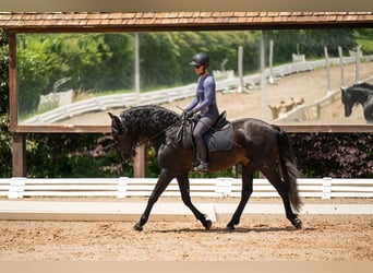PRE, Gelding, 5 years, 16 hh, Black