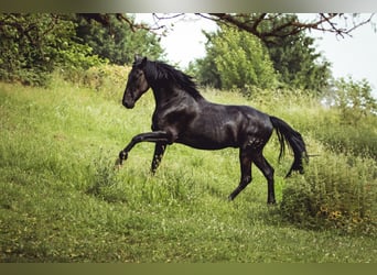 PRE Mix, Gelding, 5 years, 16 hh, Black