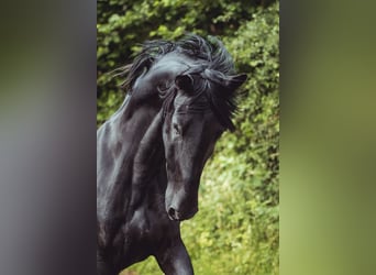 PRE Mix, Gelding, 5 years, 16 hh, Black