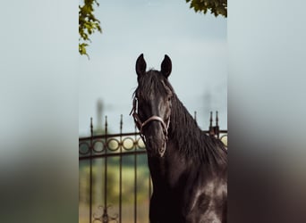 PRE Mix, Gelding, 5 years, 16 hh, Black