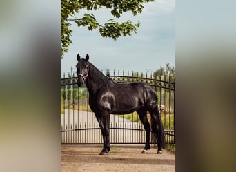 PRE Mix, Gelding, 5 years, 16 hh, Black