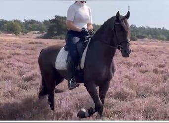 PRE Mix, Gelding, 5 years, 16 hh, Black