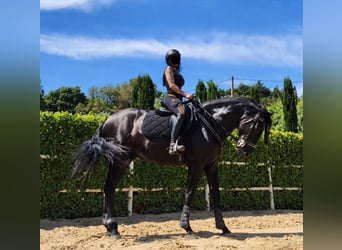 PRE, Gelding, 5 years, 16 hh, Black