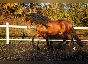 PRE, Gelding, 5 years, 16 hh, Brown