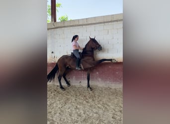 PRE, Gelding, 5 years, 16 hh, Brown