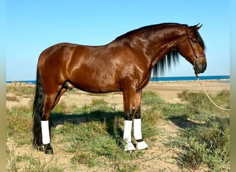 PRE Mix, Gelding, 5 years, 16 hh, Brown