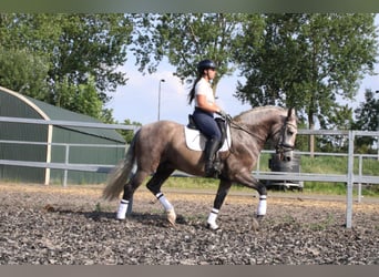 PRE Mix, Gelding, 5 years, 16 hh, Brown Falb mold