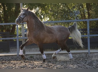 PRE Mix, Gelding, 5 years, 16 hh, Brown Falb mold