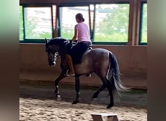 PRE Mix, Gelding, 5 years, 16 hh, Brown Falb mold
