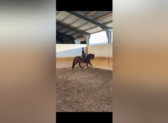 PRE, Gelding, 5 years, 16 hh, Brown