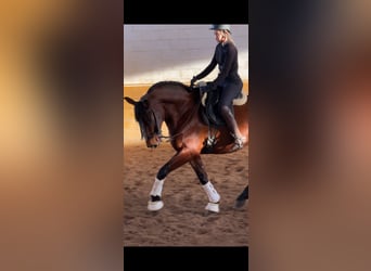 PRE, Gelding, 5 years, 16 hh, Brown