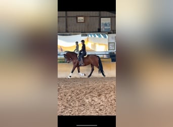 PRE, Gelding, 5 years, 16 hh, Brown