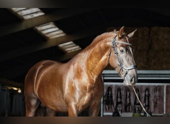 PRE, Gelding, 5 years, 16 hh, Chestnut-Red
