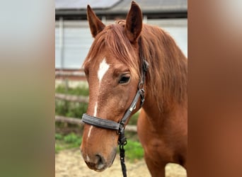 PRE, Gelding, 5 years, 16 hh, Chestnut-Red