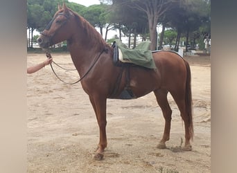 PRE, Gelding, 5 years, 16 hh, Chestnut-Red