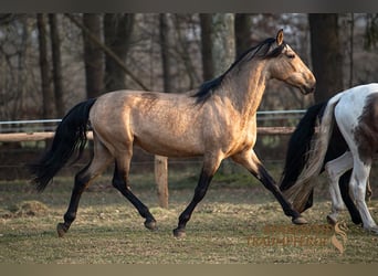 PRE Mix, Gelding, 5 years, 16 hh, Dun