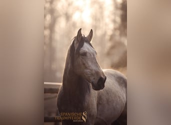 PRE Mix, Gelding, 5 years, 16 hh, Dun