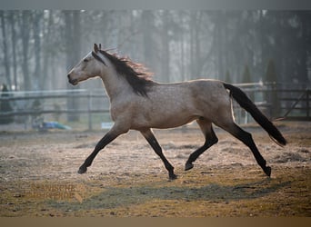 PRE Mix, Gelding, 5 years, 16 hh, Dun
