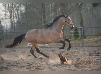 PRE Mix, Gelding, 5 years, 16 hh, Dun