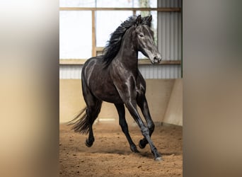 PRE Mix, Gelding, 5 years, 16 hh, Gray-Dark-Tan