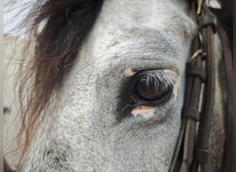 PRE Mix, Gelding, 5 years, 16 hh, Gray