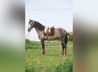 PRE Mix, Gelding, 5 years, 16 hh, Gray