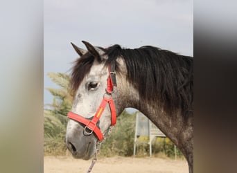 PRE Mix, Gelding, 5 years, 16 hh, Gray