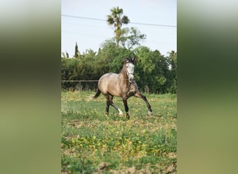 PRE Mix, Gelding, 5 years, 16 hh, Gray