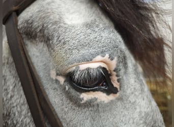 PRE Mix, Gelding, 5 years, 16 hh, Gray