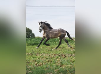 PRE Mix, Gelding, 5 years, 16 hh, Gray