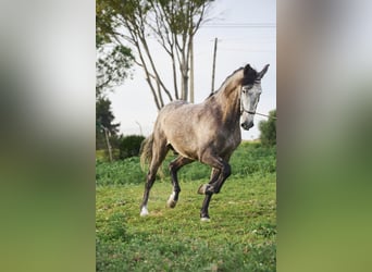 PRE Mix, Gelding, 5 years, 16 hh, Gray