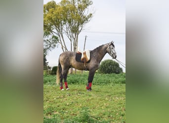 PRE Mix, Gelding, 5 years, 16 hh, Gray