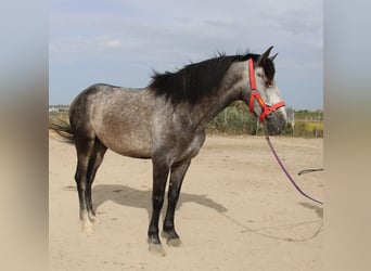 PRE Mix, Gelding, 5 years, 16 hh, Gray